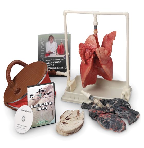 BioQuest® Inflatable Lung Comparison Kit and Teacher Instructional DVD, Preserved