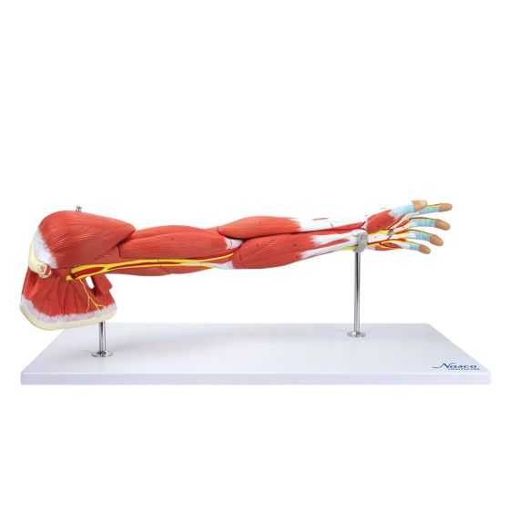 Modèle de luxe des muscles du bras - 7 pièces