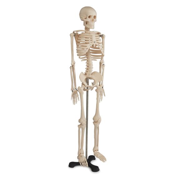 Economy 33" Skeleton