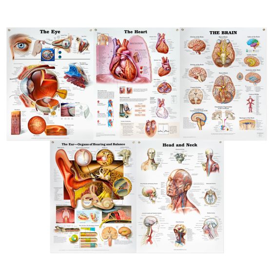 Peter Bachin Anatomical Organs/Structures Chart Set