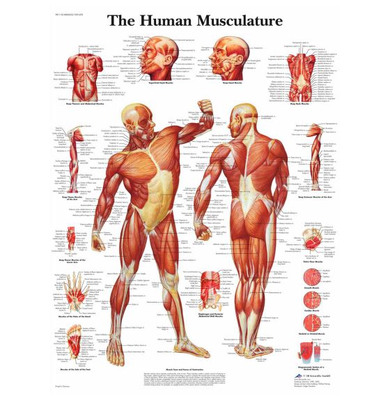 Classic Laminated 3B Scientific® Anatomical Chart for Human Musculature