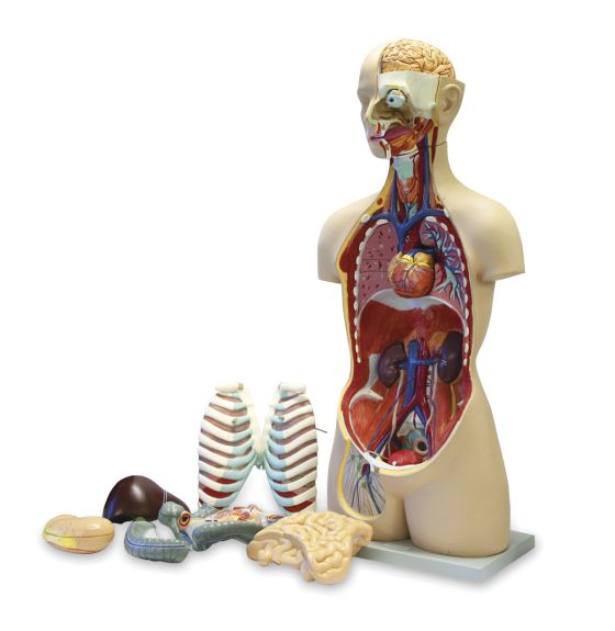 Torse humain ouvert et asexué