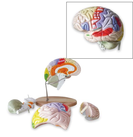 Large Brain Model