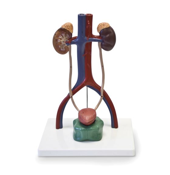 Urinary System Model