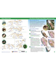 Guide d'apprentissage visuel sur la dissection des pelotes de réjection de hibou et l'identification des proies (en anglais)