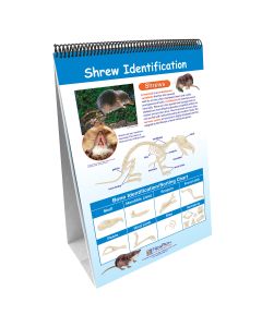 Ensemble d'affiches Curriculum Mastery® de NewPath Learning®: Hiboux et pelotes de réjection de hibou (en anglais)