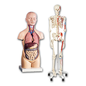 Anatomy